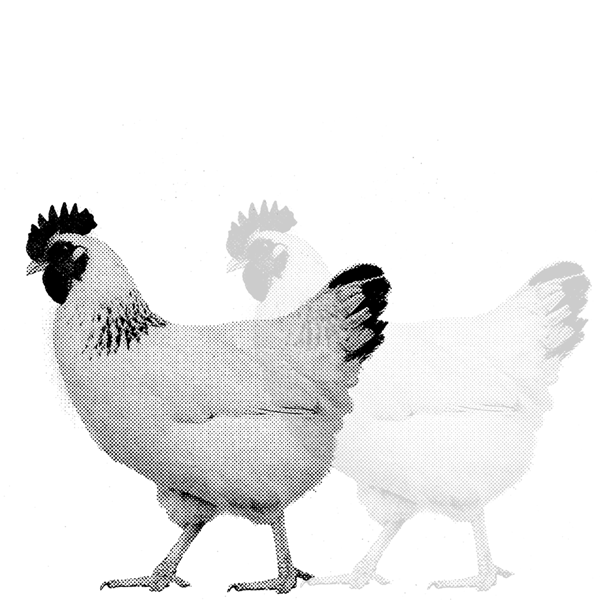 Chicken